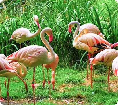 Tropical Birdland
